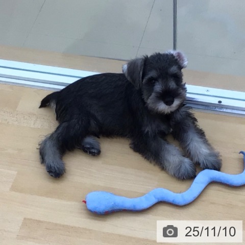 ミニチュア・シュナウザーの写真