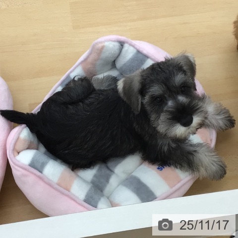 ミニチュア・シュナウザーの写真