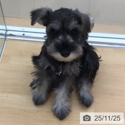 ミニチュア・シュナウザーの写真