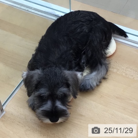 ミニチュア・シュナウザーの写真