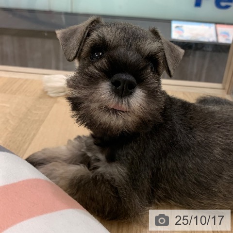 ミニチュア・シュナウザーの写真