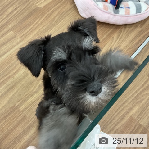 ミニチュア・シュナウザーの写真