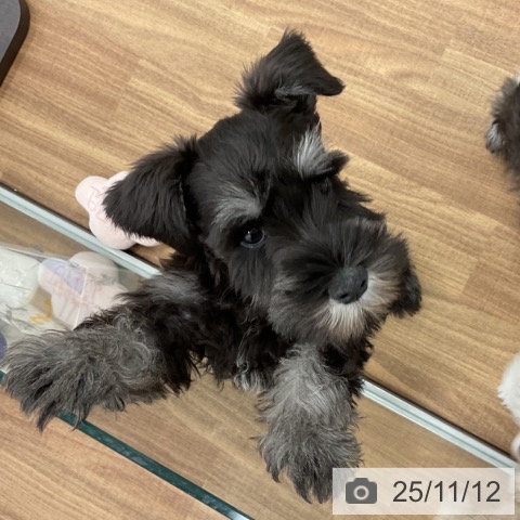 ミニチュア・シュナウザーの写真