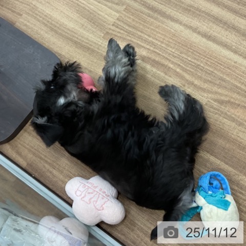 ミニチュア・シュナウザーの写真