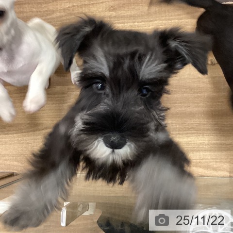 茨城県のミニチュアシュナウザー (ペッツワン つくば店/2025年8月14日生まれ/男の子/ブラックシルバー)の子犬の4枚目の画像