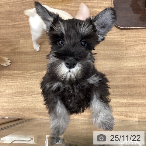 茨城県のミニチュアシュナウザー (ペッツワン つくば店/2025年8月14日生まれ/男の子/ブラックシルバー)の子犬の3枚目の画像