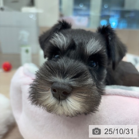 ミニチュア・シュナウザーの写真