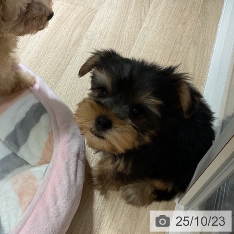 ヨークシャー・テリアの写真