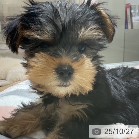 ヨークシャー・テリアの写真