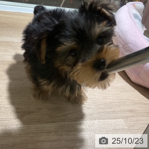 ヨークシャー・テリアの写真