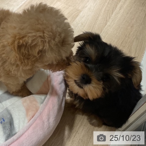 ヨークシャー・テリアの写真