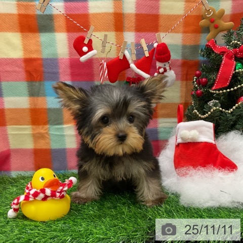 ペットプラス コトエ流山おおたかの森店 | ヨークシャー・テリアの詳細