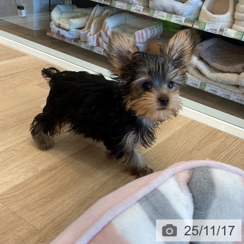 ペットプラス コトエ流山おおたかの森店 | ヨークシャー・テリアの詳細