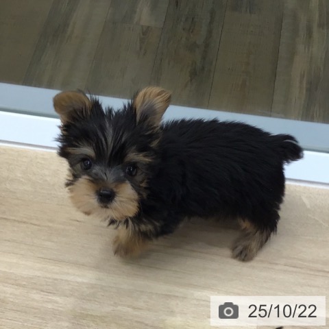 ヨークシャー・テリアの写真