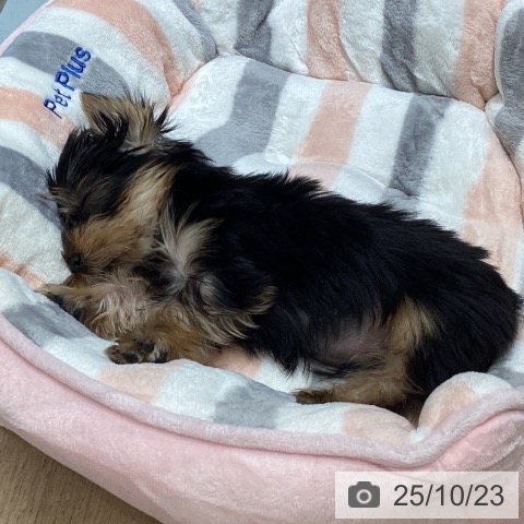 ヨークシャー・テリアの写真