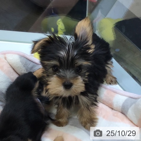 ヨークシャー・テリアの写真