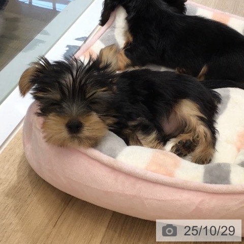 ヨークシャー・テリアの写真