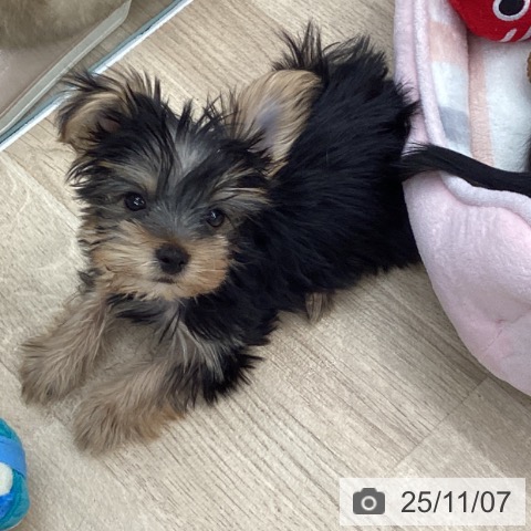 ヨークシャー・テリアの写真