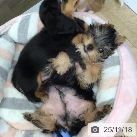 ヨークシャー・テリアの写真