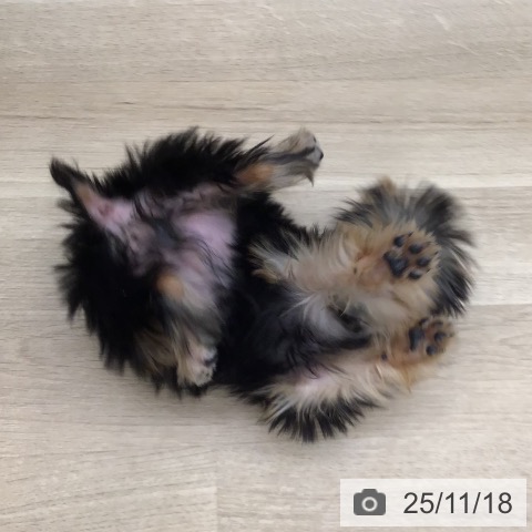 ヨークシャー・テリアの写真