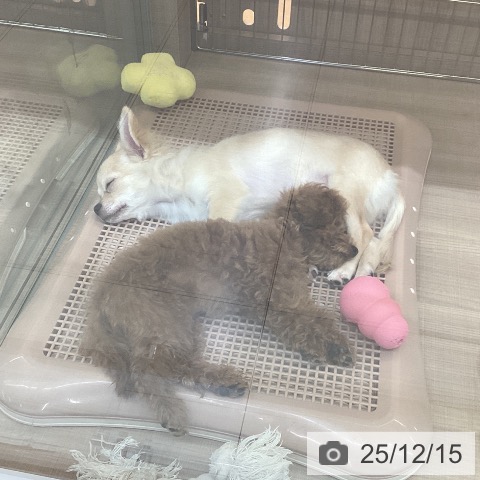 神奈川県のトイプードル(トイ) (ペッツワン 横須賀久里浜店/2025年8月16日生まれ/男の子/レッド)の子犬の4枚目の画像