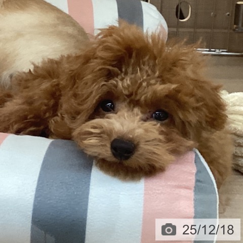 神奈川県のトイプードル(トイ) (ペッツワン 横須賀久里浜店/2025年8月16日生まれ/男の子/レッド)の子犬の4枚目の画像