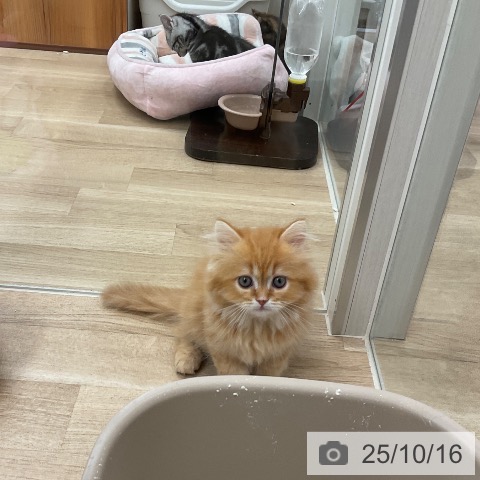 スコティッシュフォールドの写真