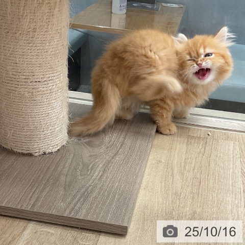 スコティッシュフォールドの写真