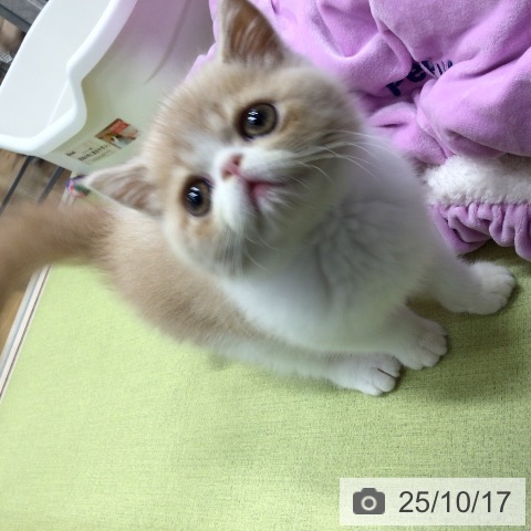 エキゾチックの写真