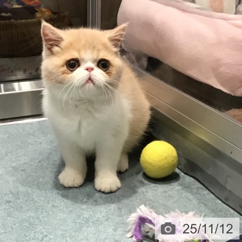 エキゾチックの写真