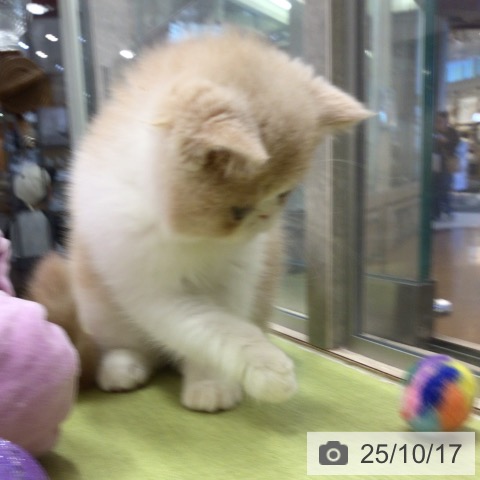 エキゾチックの写真