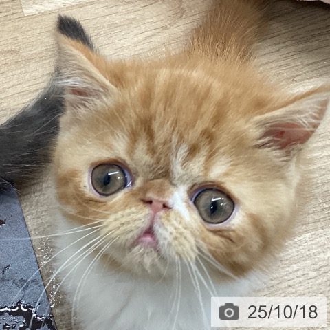 エキゾチックの写真