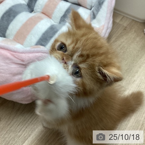 エキゾチックの写真