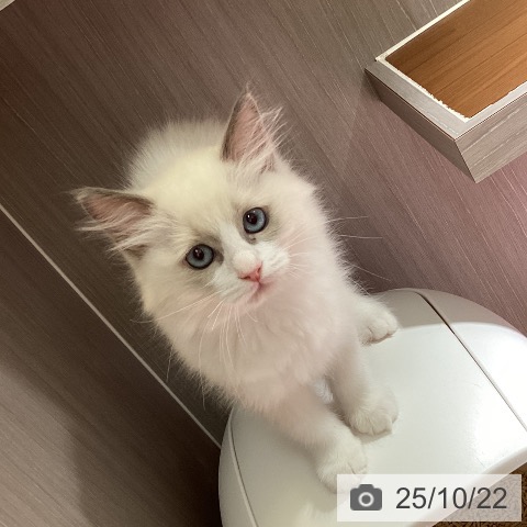ラグドールの写真