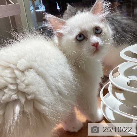ラグドールの写真