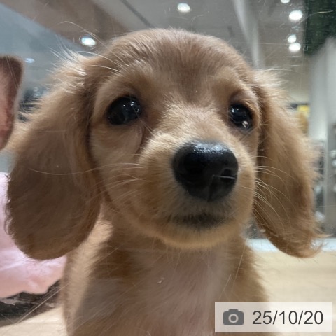 ミニチュア・ダックスフンドの写真