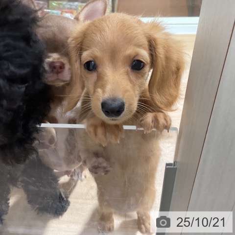 ミニチュア・ダックスフンドの写真