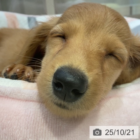 ミニチュア・ダックスフンドの写真
