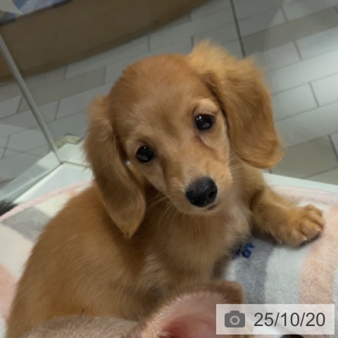ミニチュア・ダックスフンドの写真