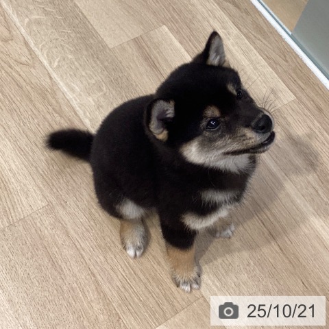 柴の写真