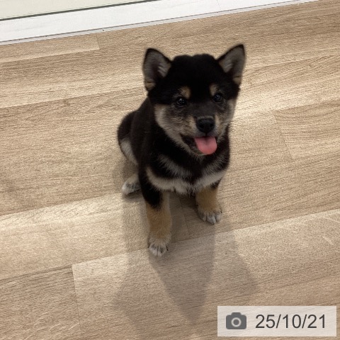 柴の写真