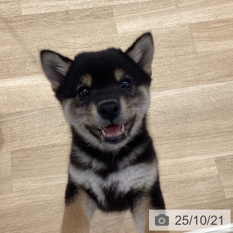 柴の写真