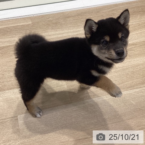 柴の写真