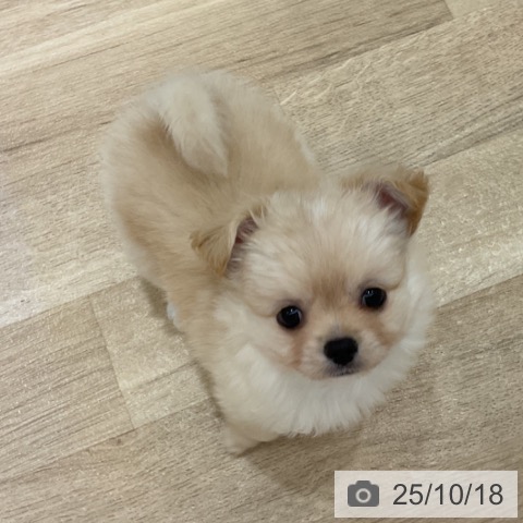 チワワの写真