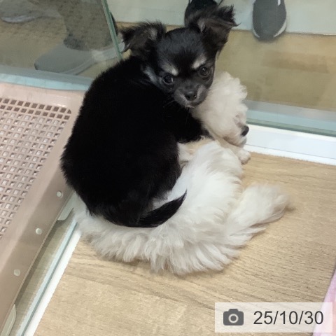 埼玉県のチワワ(ロング) (ペットプラス 川口店/2025年8月13日生まれ/男の子/ブラッククリームホワイト)の子犬の3枚目の画像