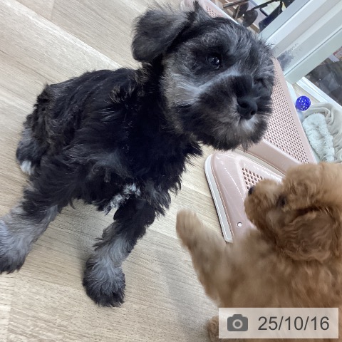 ミニチュア・シュナウザーの写真
