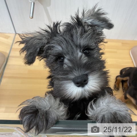 ミニチュア・シュナウザーの写真