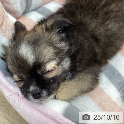 チワワの写真