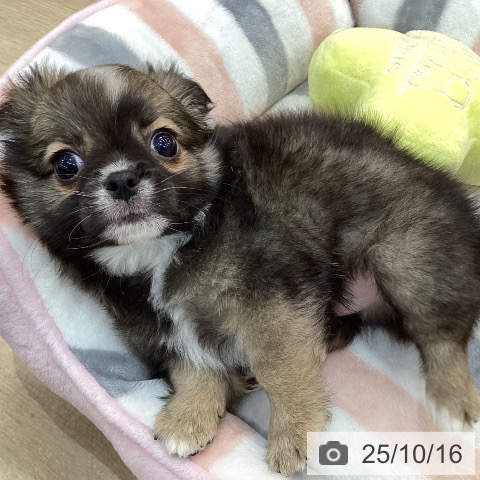 チワワの写真