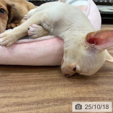 チワワの写真